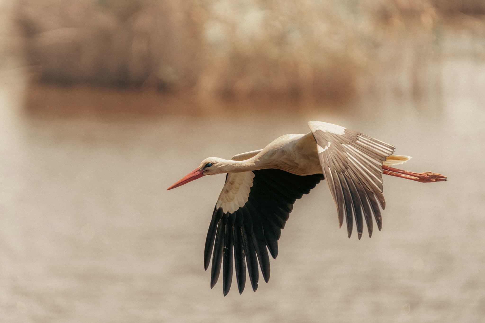 Fotografia de Aves e Lightroom