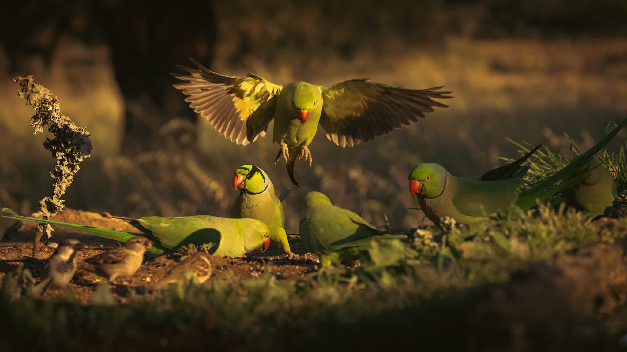 Tour de Fotografia de Aves