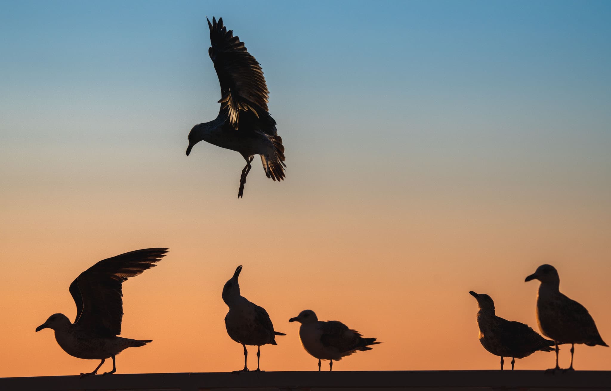 Group of Seagulls on the Pier — fotografia original